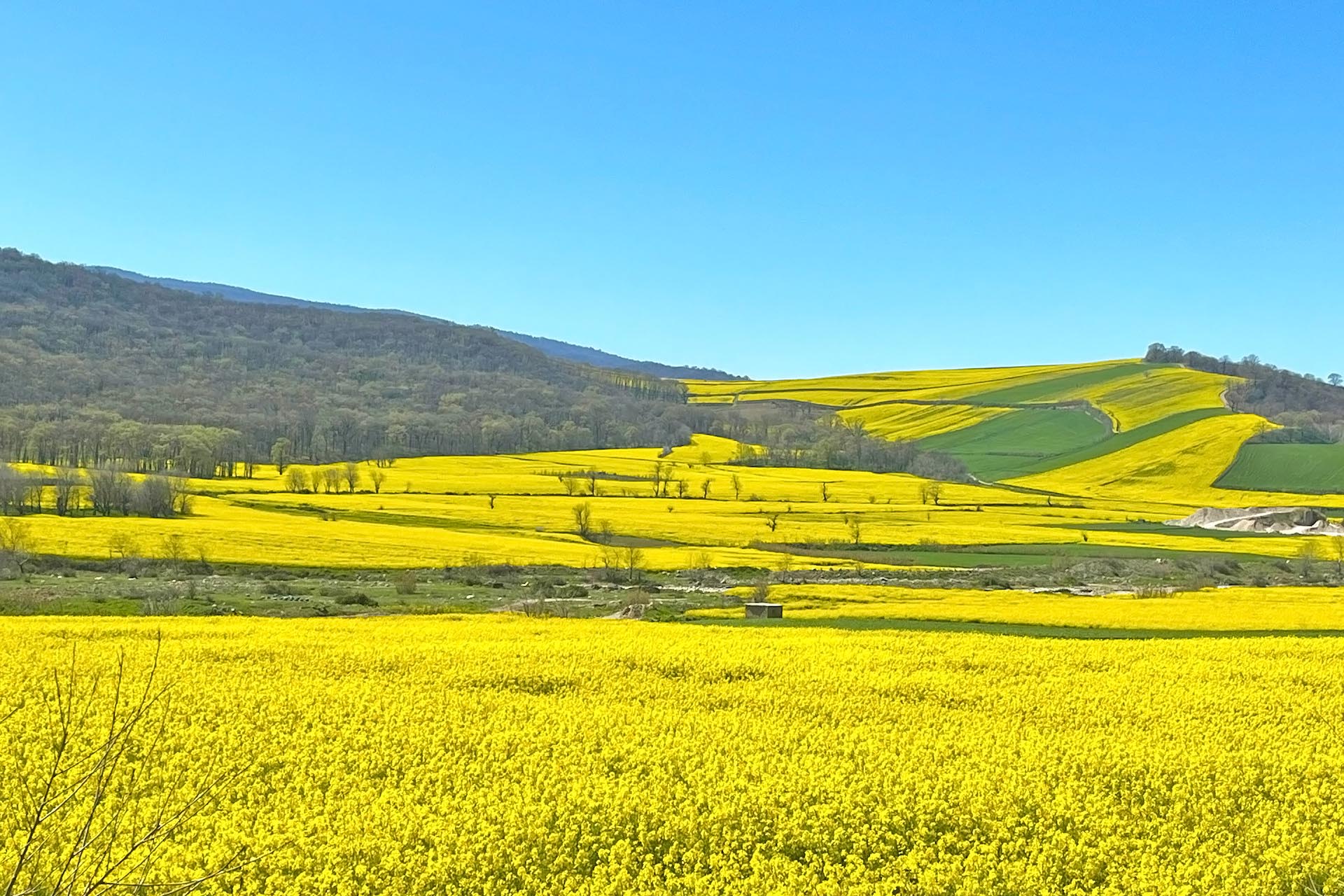 ゴレスターンの菜の花の風景　春のイランの風景