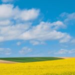 菜の花の咲く風景　カポリ　春のハンガリーの風景