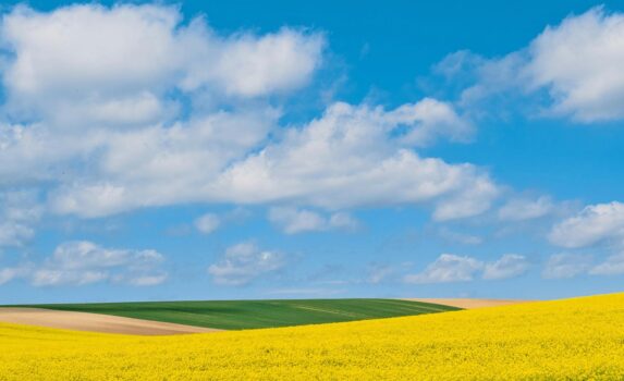 菜の花の咲く風景　カポリ　春のハンガリーの風景