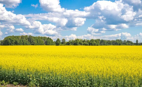 菜の花の咲く風景　春のロシアの風景