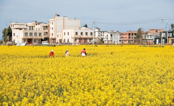 昆明の菜の花畑の風景　春の中国の風景