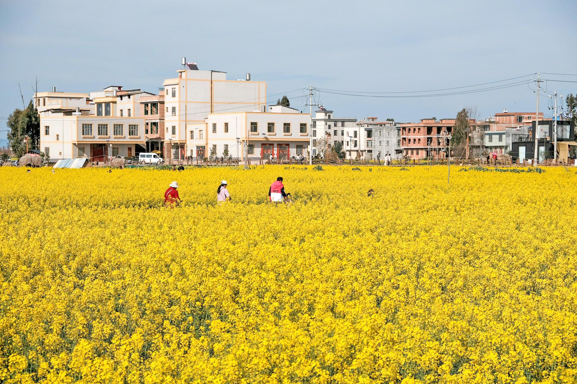 昆明の菜の花畑の風景　春の中国の風景