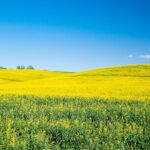 菜の花の咲く風景　春のラトビアの風景