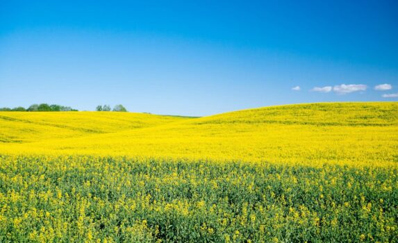 菜の花の咲く風景　春のラトビアの風景