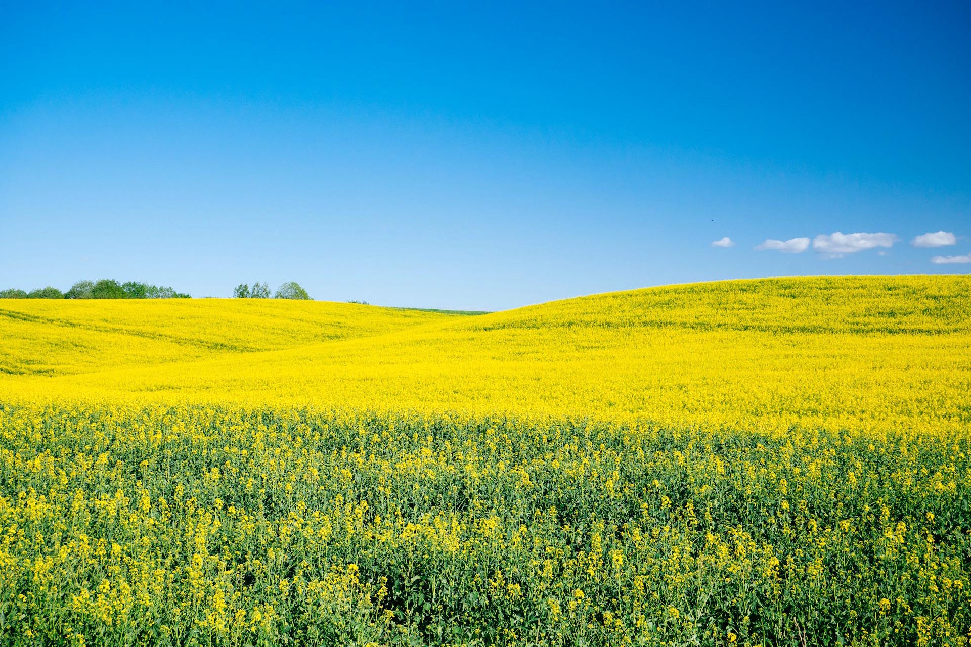 菜の花の咲く風景　春のラトビアの風景