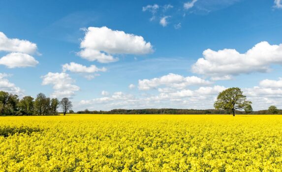 菜の花の咲く風景　ラウエンブルク アン デア エルベ　春のドイツの風景