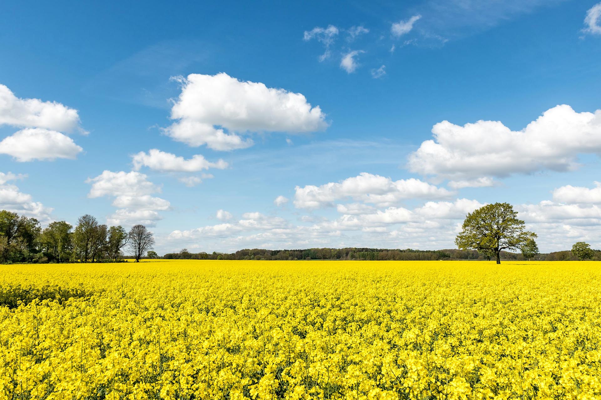 菜の花の咲く風景　ラウエンブルク アン デア エルベ　春のドイツの風景