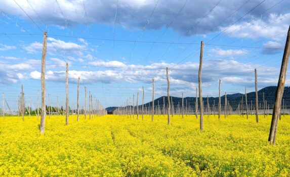 ツェリェ近郊の菜の花の風景　春のスロベニアの風景