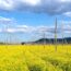 ツェリェ近郊の菜の花の風景　春のスロベニアの風景