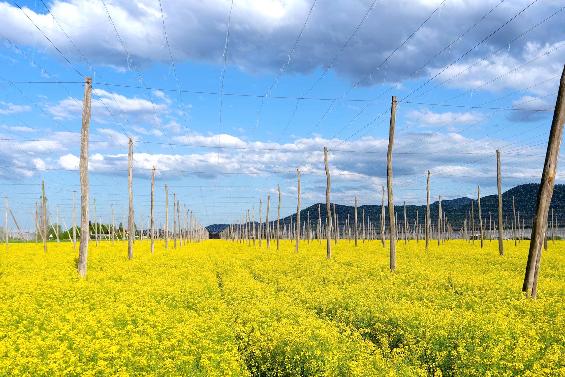 ツェリェ近郊の菜の花の風景　春のスロベニアの風景