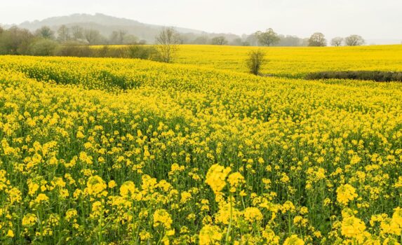 春のアバーガヴェニー　菜の花の風景　春のウェールズの風景