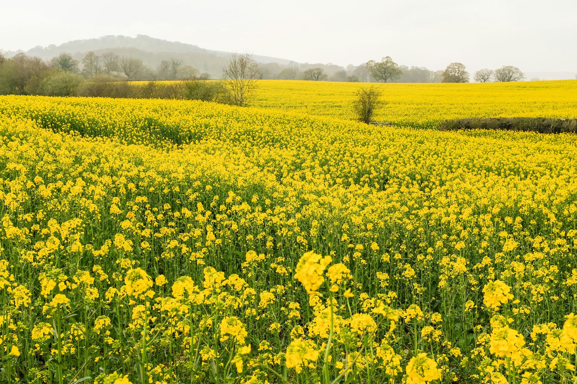 春のアバーガヴェニー　菜の花の風景　春のウェールズの風景