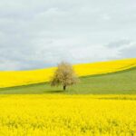 春のスイス　菜の花の咲く風景　モルジュ　春のスイスの風景