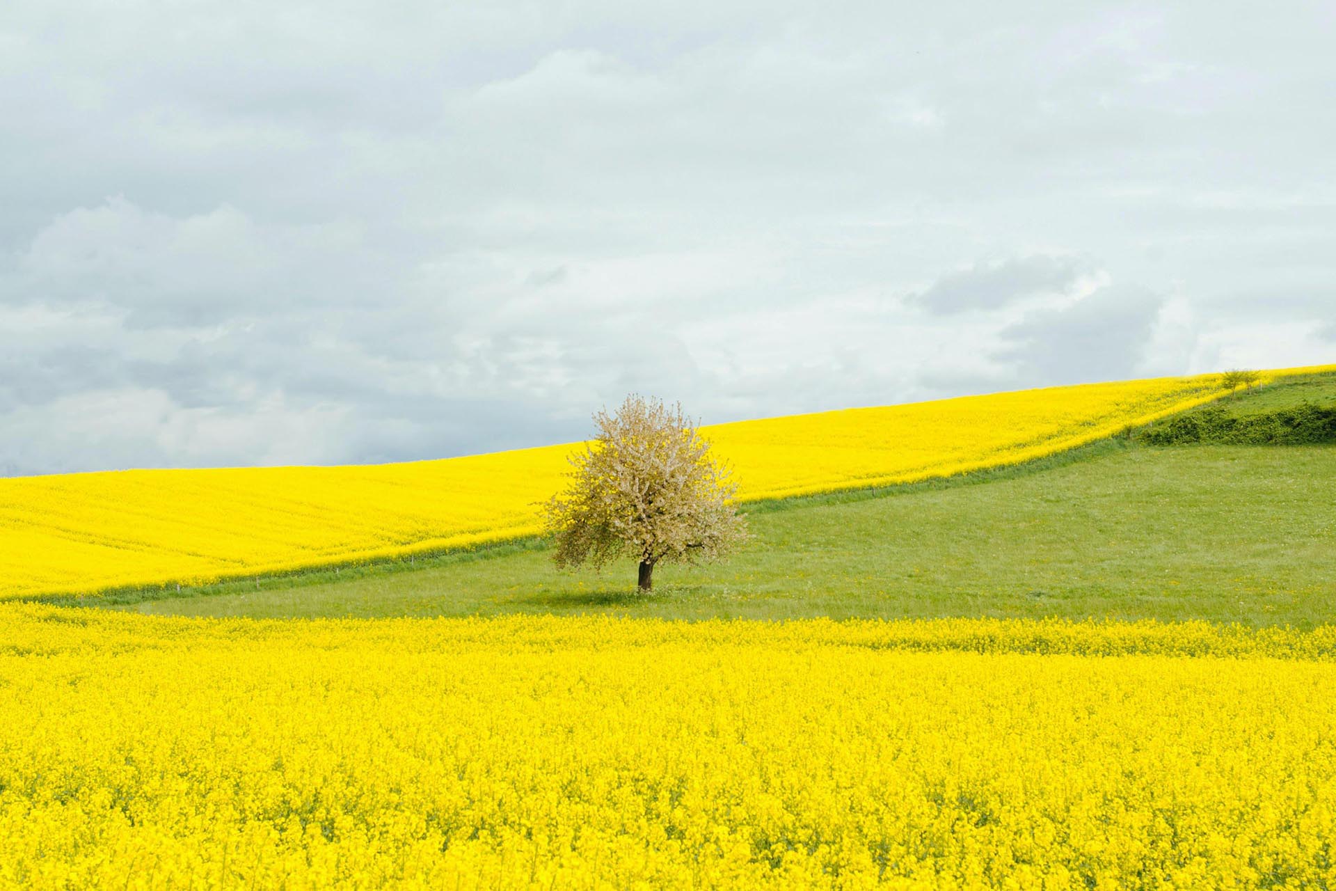 春のスイス　菜の花の咲く風景　春のスイスの風景