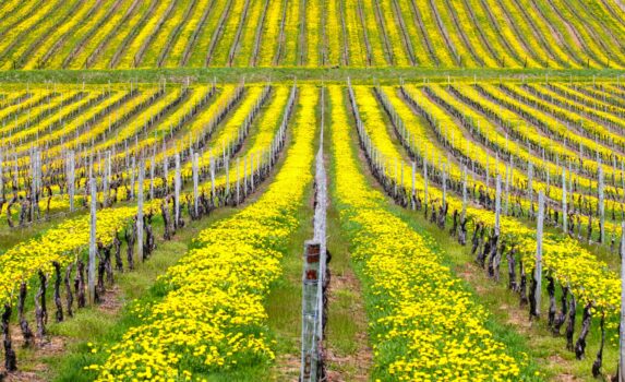 花の咲く風景　春のノバスコシア　春のカナダの風景