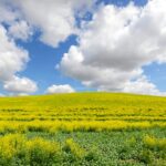 春のパルースの菜の花の風景　春のアメリカ合衆国の風景
