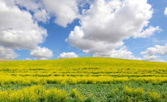 春のパルースの菜の花の風景　春のアメリカ合衆国の風景
