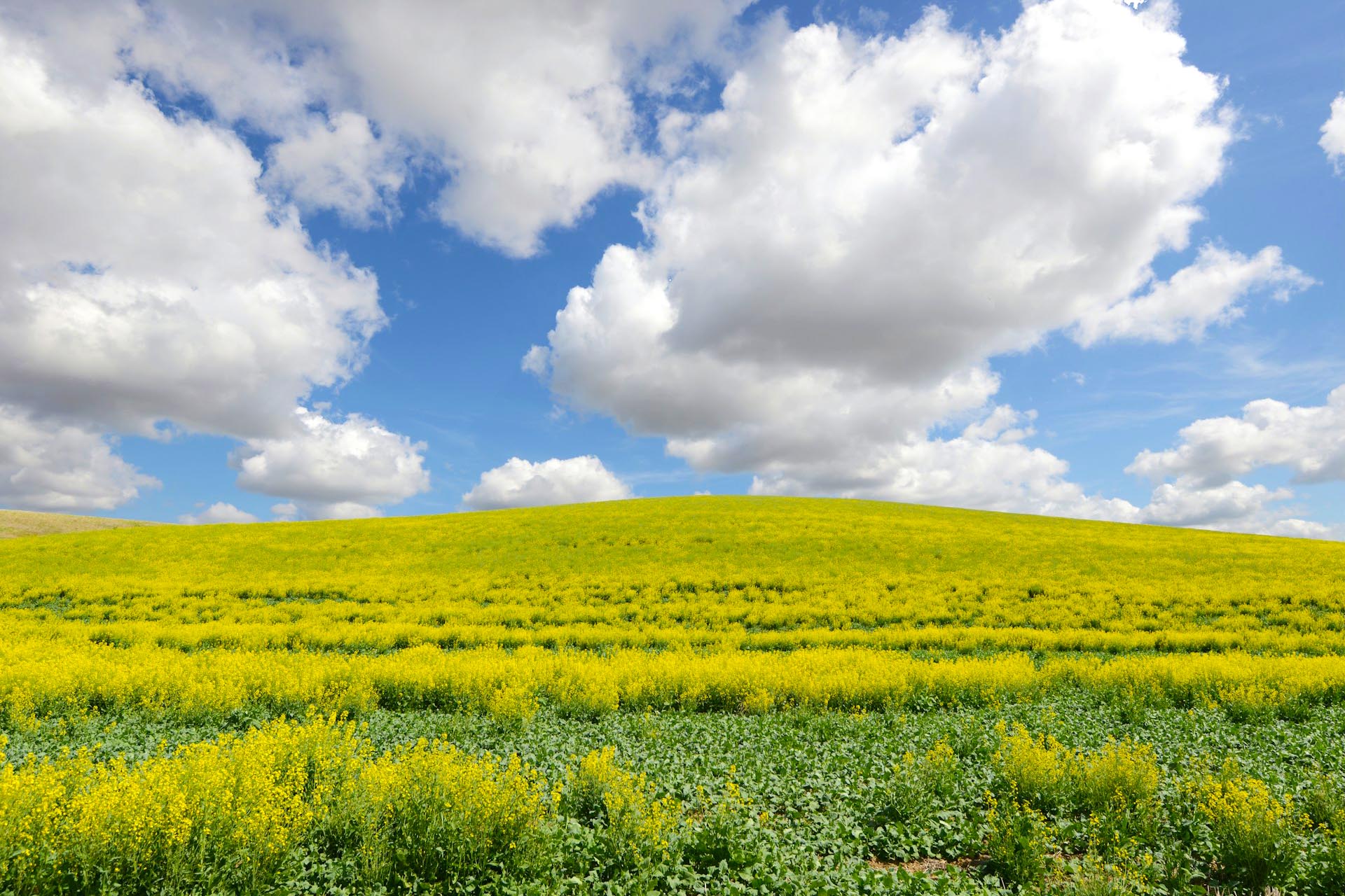 春のパルースの菜の花の風景　春のアメリカ合衆国の風景