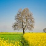 菜の花が咲く風景　インドの風景