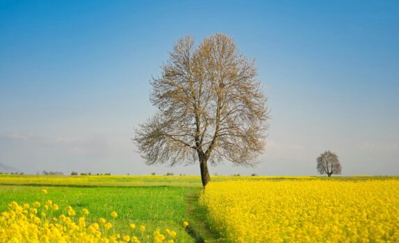 菜の花が咲く風景　インドの風景