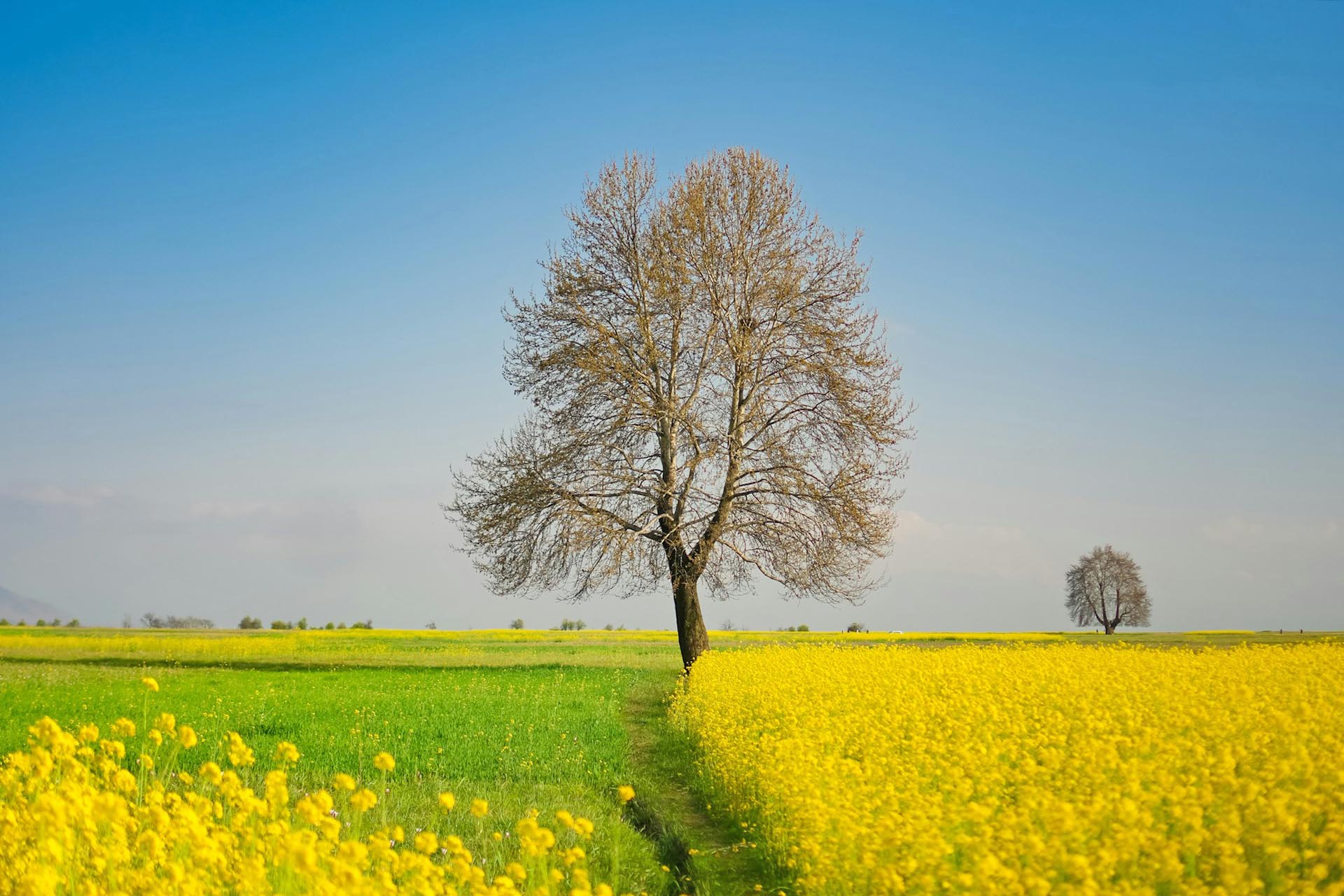 菜の花が咲く風景　インドの風景