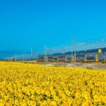 鉄道とひまわりの花の風景　イタリアの夏の風景
