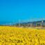 鉄道とひまわりの花の風景　イタリアの夏の風景