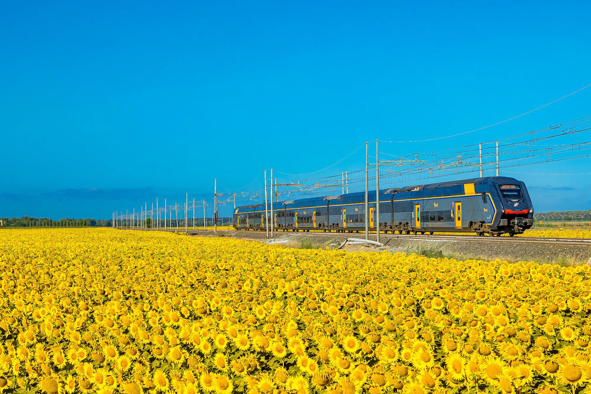 鉄道とひまわりの花の風景　夏のイタリアの風景