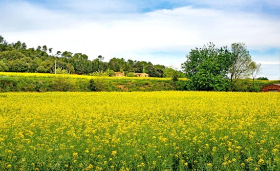 春のカタルーニャ　菜の花畑の風景　春のスペインの風景