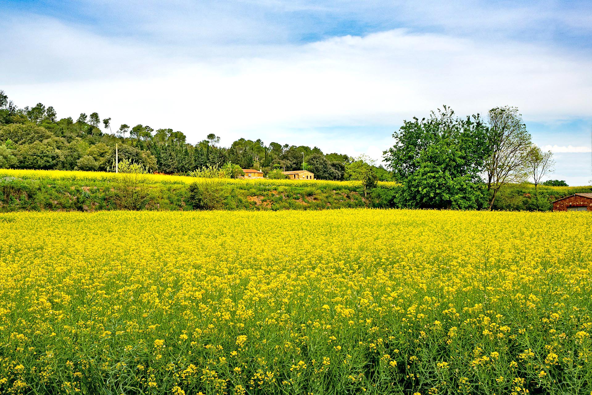 春のカタルーニャ　菜の花畑の風景　春のスペインの風景