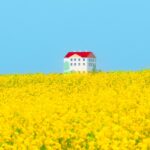 菜の花の咲く風景　京畿道安城市孔道邑薪頭里　春の韓国の風景