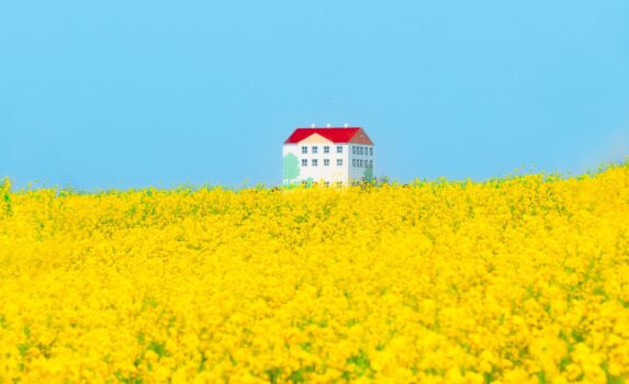 菜の花の咲く風景　春の韓国の風景