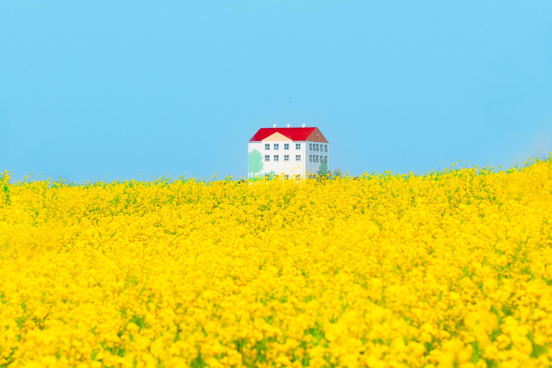 菜の花の咲く風景　春の韓国の風景