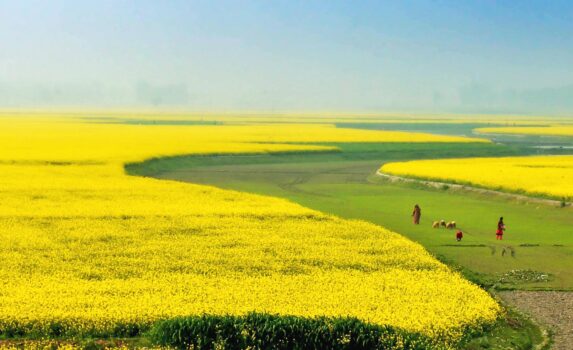 春のシラジガンジ　菜の花の咲く風景　バングラディシュの風景