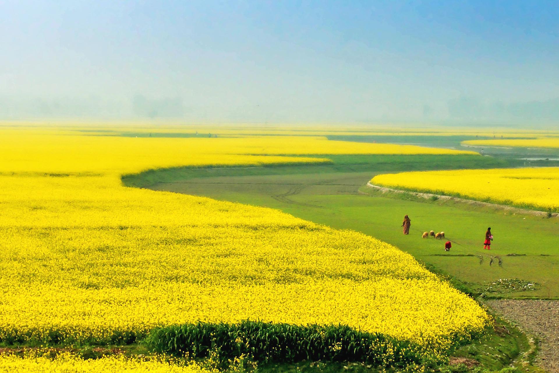 春のシラジガンジ　菜の花の咲く風景　バングラディシュの風景