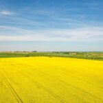 菜の花の咲く風景　スコーネ　春のスウェーデンの風景