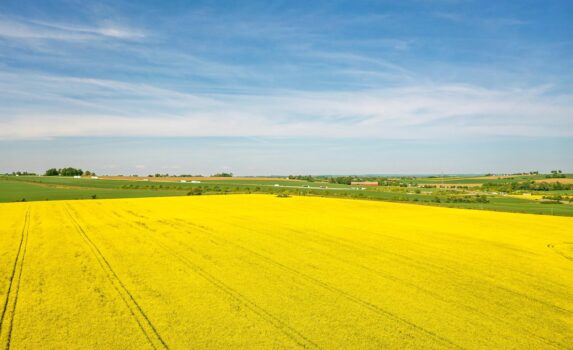 菜の花の咲く風景　スコーネ　春のスウェーデンの風景