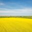 菜の花の咲く風景　スコーネ　春のスウェーデンの風景