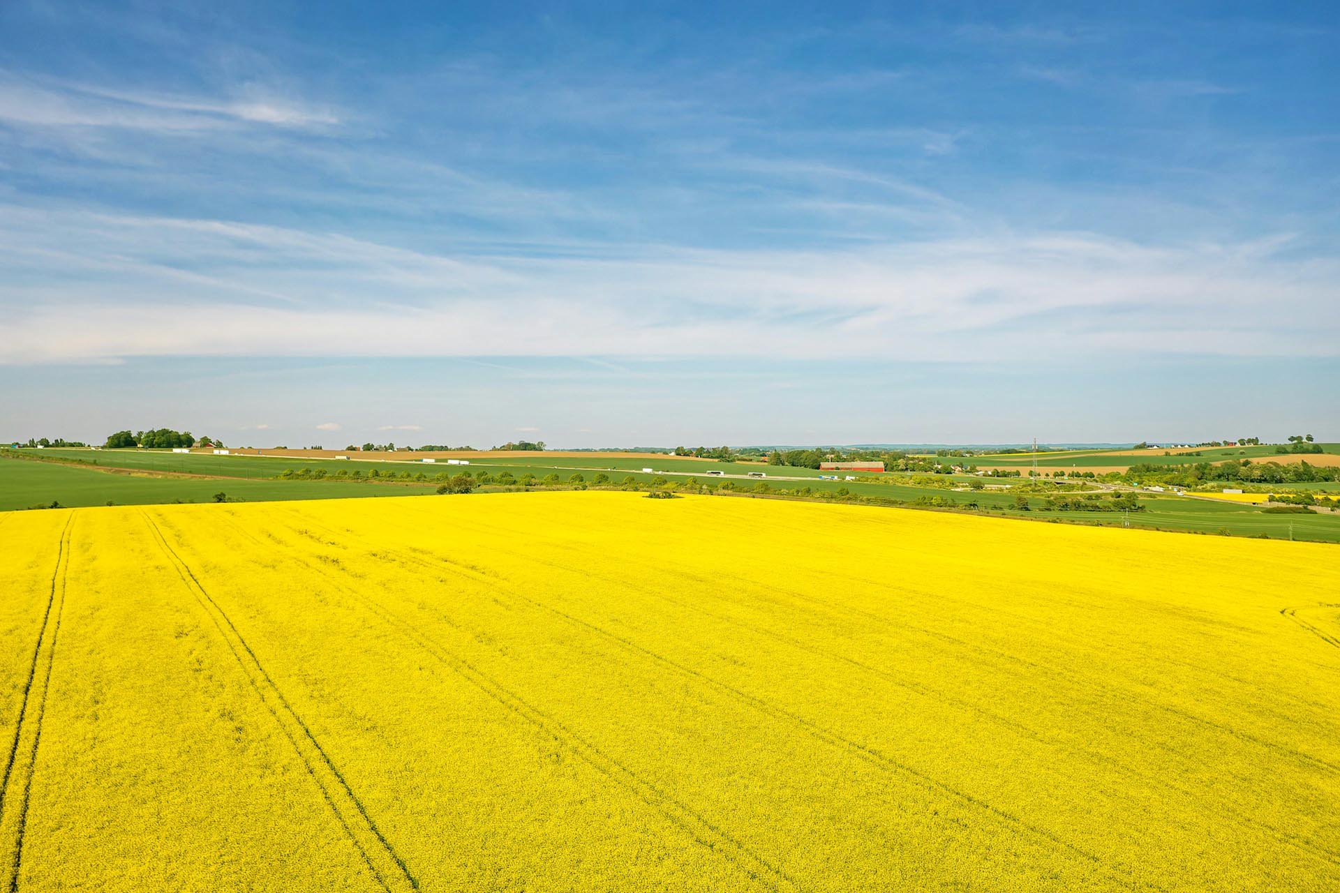 菜の花の咲く風景　スコーネ　春のスウェーデンの風景