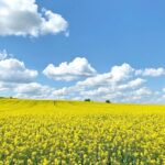 菜の花の咲く風景　テキルダー近郊　春のトルコの風景