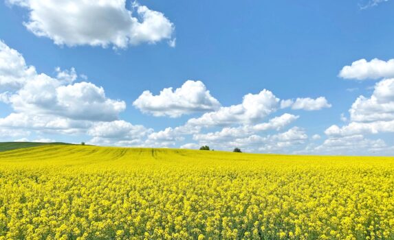 菜の花の咲く風景　テキルダー近郊　春のトルコの風景