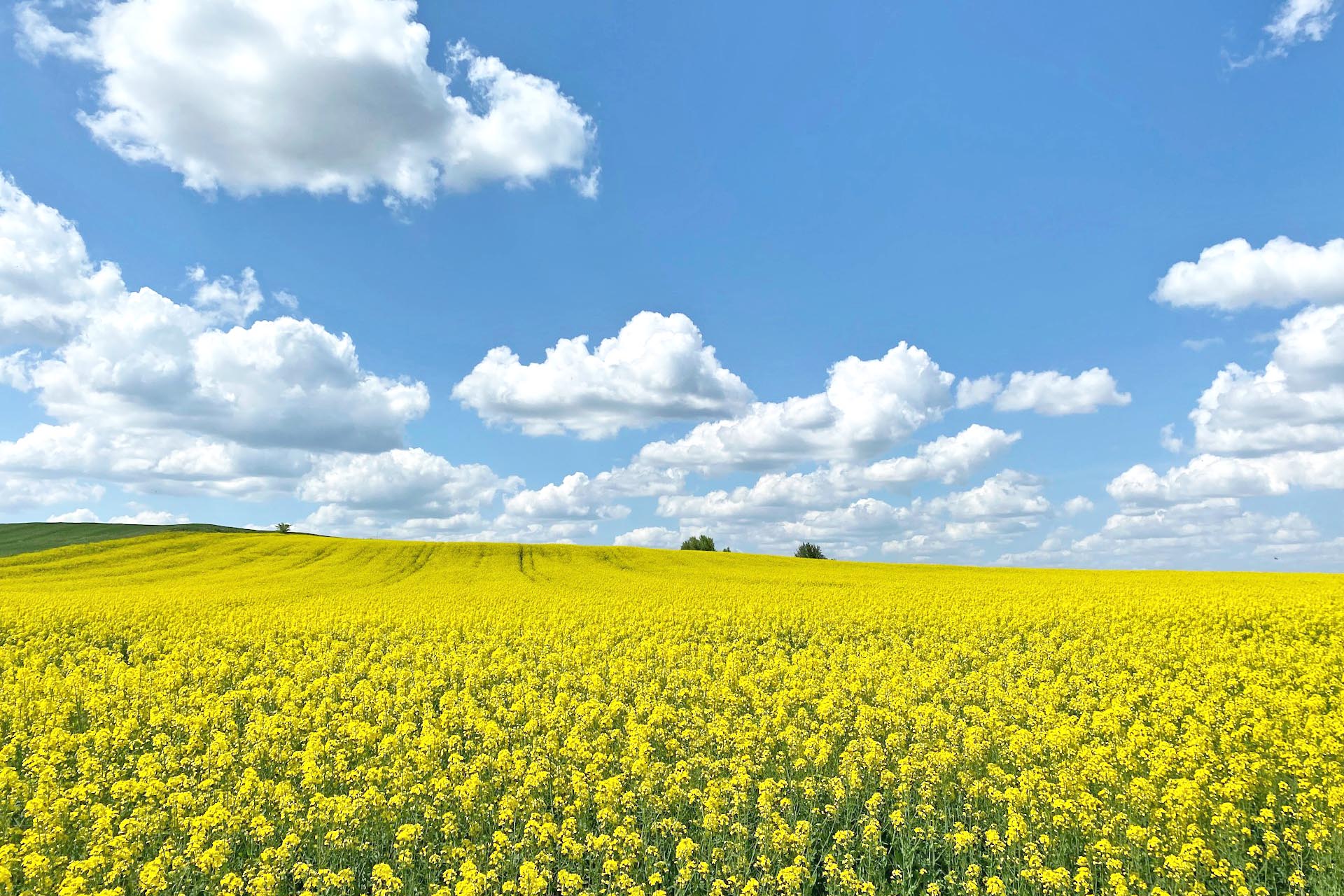 菜の花の咲く風景　テキルダー近郊　春のトルコの風景