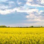 春のエストニア　菜の花の咲く風景　春のエストニアの風景