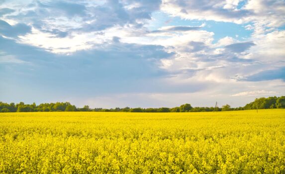 春のエストニア　菜の花の咲く風景　春のエストニアの風景