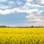 春のエストニア　菜の花の咲く風景　春のエストニアの風景