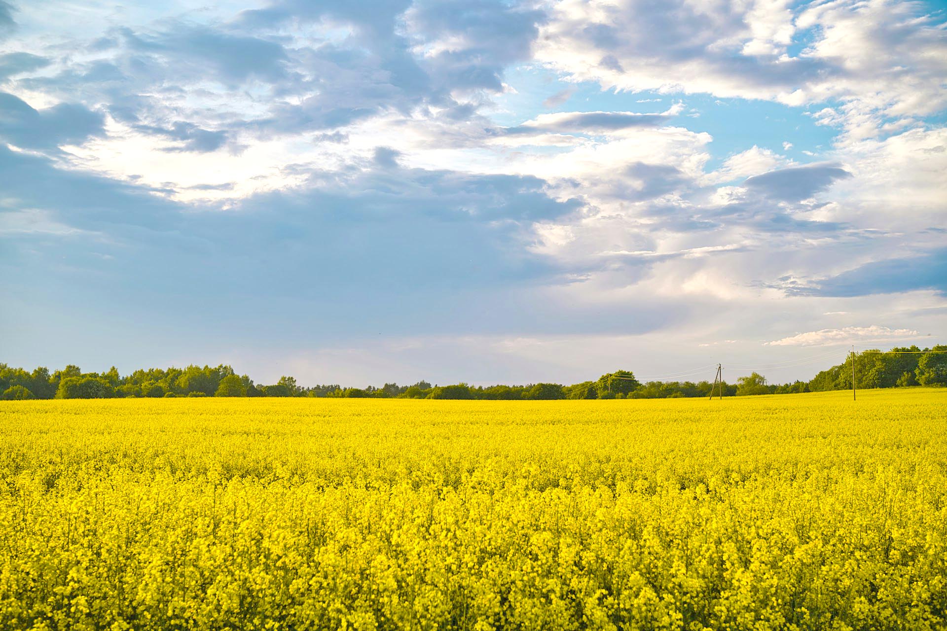 春のエストニア　菜の花の咲く風景　春のエストニアの風景