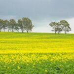 菜の花の咲く風景　西オーストラリア　春のオーストラリアの風景