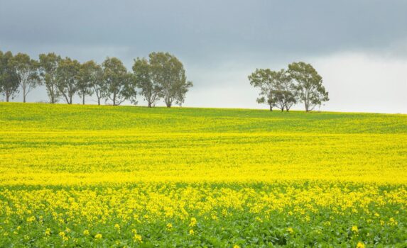 菜の花の咲く風景　西オーストラリア　春のオーストラリアの風景