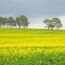 菜の花の咲く風景　西オーストラリア　春のオーストラリアの風景