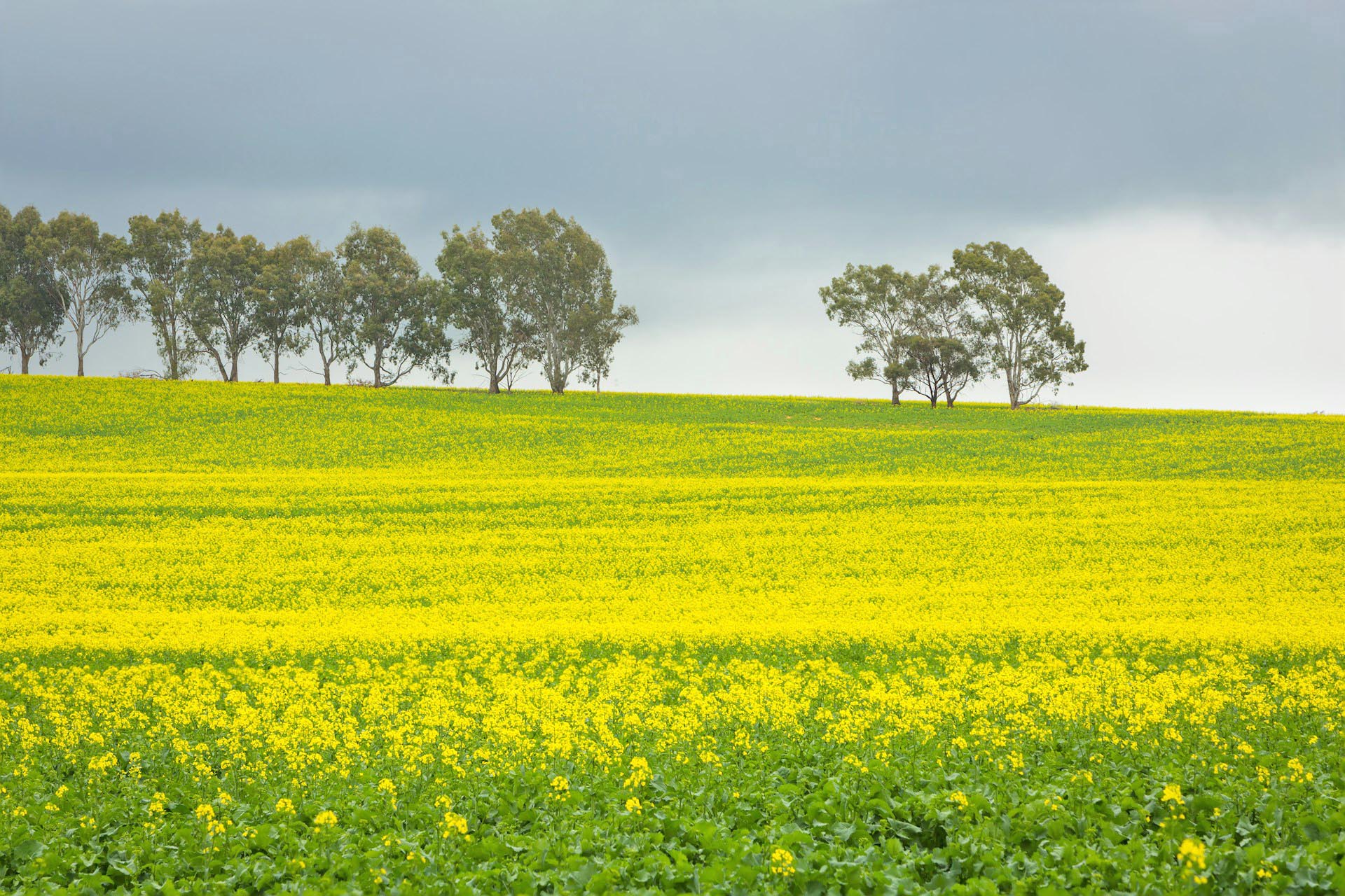 菜の花の咲く風景　西オーストラリア　春のオーストラリアの風景